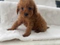 Toy Poodle erkek yavrular 