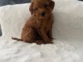 Toy Poodle erkek yavrular 