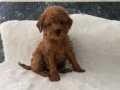 Toy Poodle erkek yavrular 