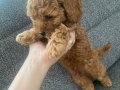 2,5 Aylık Kimlikli Aşılı Erkek Toy Poodle