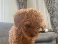 2,5 Aylık Kimlikli Aşılı Erkek Toy Poodle