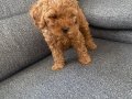 2,5 Aylık Kimlikli Aşılı Erkek Toy Poodle