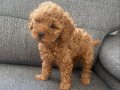 2,5 Aylık Kimlikli Aşılı Erkek Toy Poodle