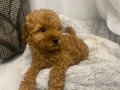 2,5 Aylık Kimlikli Aşılı Erkek Toy Poodle