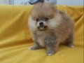 Pomeranian Boo