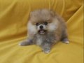 Pomeranian Boo