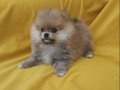 Pomeranian Boo