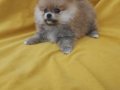 Pomeranian Boo