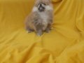 Pomeranian Boo