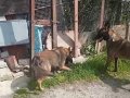 Evlatlar sahiplendirilecek