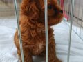 Orjinal Maltipoo sıfır numara