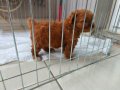 Orjinal Maltipoo sıfır numara