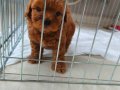 Orjinal Maltipoo sıfır numara