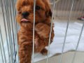Orjinal Maltipoo sıfır numara