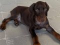 Yavru Kızıl Doberman