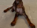 Yavru Kızıl Doberman