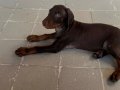 Yavru Kızıl Doberman