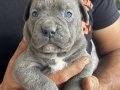Sahibinden orjinal babası koca kafa cane corso yavrular 