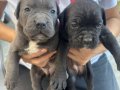 Sahibinden orjinal babası koca kafa cane corso yavrular 