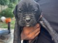 Sahibinden orjinal babası koca kafa cane corso yavrular 