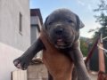 Sahibinden orjinal babası koca kafa cane corso yavrular 