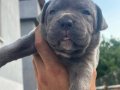 Sahibinden orjinal babası koca kafa cane corso yavrular 