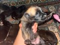 KALİTE ARIYANLARA ANNE BABA GÖRÜLEBİLİR MALİNOİS