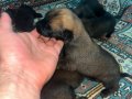 KALİTE ARIYANLARA ANNE BABA GÖRÜLEBİLİR MALİNOİS