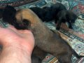KALİTE ARIYANLARA ANNE BABA GÖRÜLEBİLİR MALİNOİS