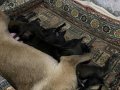 KALİTE ARIYANLARA ANNE BABA GÖRÜLEBİLİR MALİNOİS