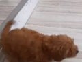 Sevimli toy poodle