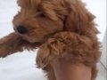 Sevimli toy poodle