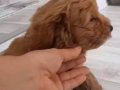 Sevimli toy poodle