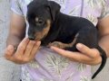 %100 safkan doberman yavrularımız 