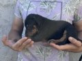 %100 safkan doberman yavrularımız 