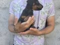 %100 safkan doberman yavrularımız 
