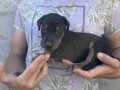 %100 safkan doberman yavrularımız 
