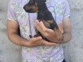 İri yapılı doberman yavrularımız 