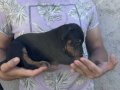 İri yapılı doberman yavrularımız 