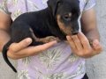 İri yapılı doberman yavrularımız 