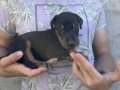İri yapılı doberman yavrularımız 