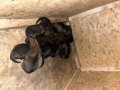 Kan Hattı Sağlam Yavrular