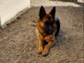 ACİL 12 AYLIK DİŞİ ALMAN KURDU İZMİR