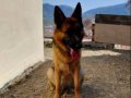 ACİL 12 AYLIK DİŞİ ALMAN KURDU İZMİR