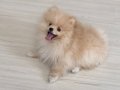 Pomeranian erkek 