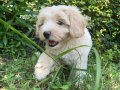 Şampanya Kulaklı, Krem Güzeli 2 Aylık Maltipoo Yavrusu