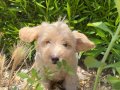 Şampanya Kulaklı, Krem Güzeli 2 Aylık Maltipoo Yavrusu