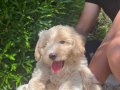 Şampanya Kulaklı, Krem Güzeli 2 Aylık Maltipoo Yavrusu