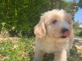 Şampanya Kulaklı, Krem Güzeli 2 Aylık Maltipoo Yavrusu