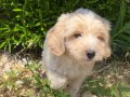 Şampanya Kulaklı, Krem Güzeli 2 Aylık Maltipoo Yavrusu